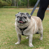 Peitoral para Cachorro H Aquarela Grafite